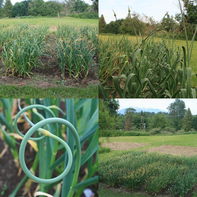 Garlic on Summer Solstice