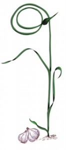 Garlic scape