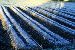 jan09_garlic-beds_light-snow1