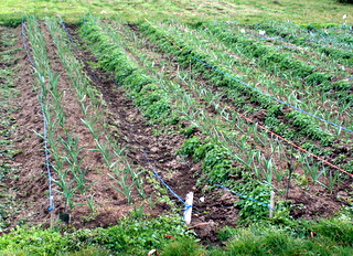 Garlic is up! Time to get weeding!