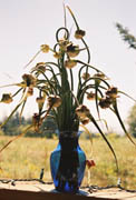 bouquet-of-garlic-scapes