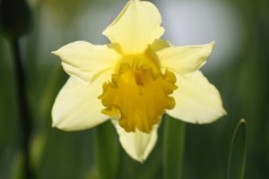 daffodil