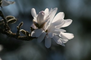tree-flower