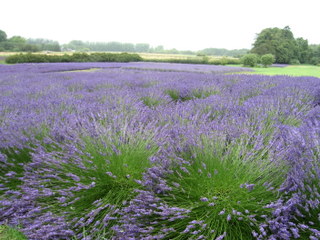 lavender-field