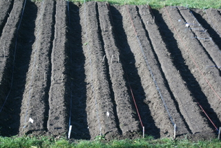 Garlic-bed-ready-to-plant