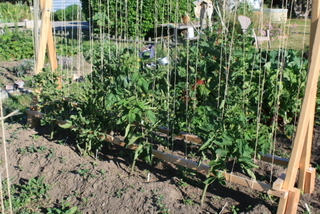 Young, well-trained tomatoes. So far so good.