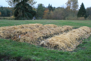 Garlic-beds-under-mulch