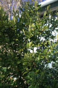 bay_leaf_tree