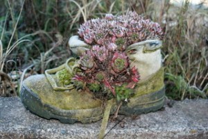 plants_in_boot
