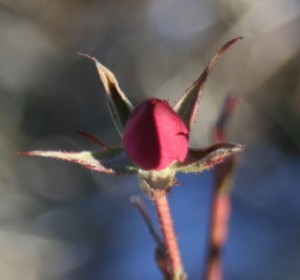 Surprise! A rosebud! What is this doing here?