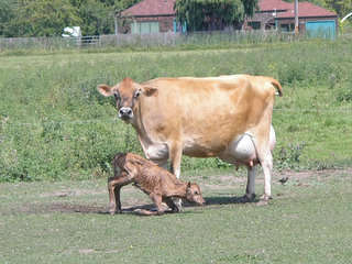 Brown-family-cow-newborn