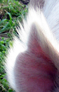 hair-of-pig