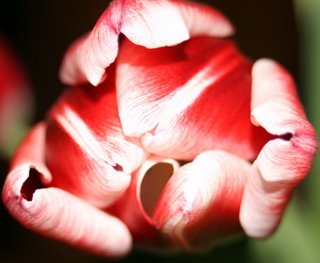 tulip_kiss