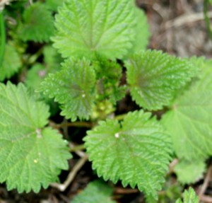 Nettles are a nutritional powerhouse