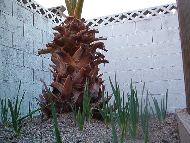 Barbolian Garlic Thriving in the Mojave Desert