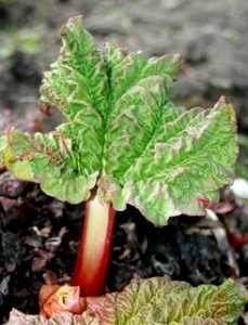 Rhubarb_new-stalk