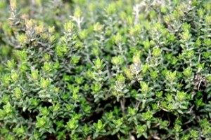 Thyme