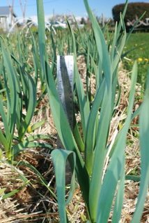 Garlic stands a good 1 1/2-ft tall in late March