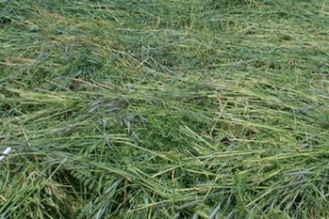A rye-clover-vetch mix makes a fine green manure