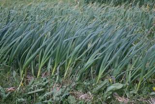 Windblown Garlic