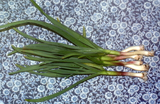 Green Garlic, aka Garlic Scallions