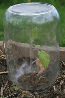 Pathetic Tomato Under Glass