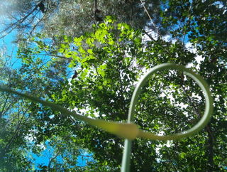 Garlic Scape Reaches Skyward in a Graceful Curl