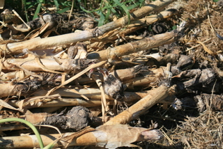 Rotted garlic were put in the burn pile