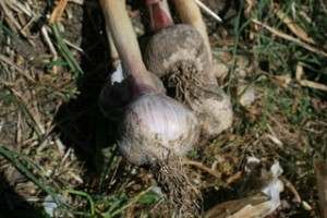 Maybe not the best, but still a decent bulb of garlic.