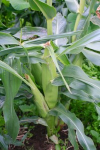 Precocious corn ears are near the ground