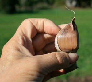 Plant your biggest garlic cloves root-end down, pointy-end up