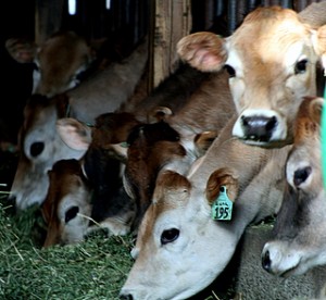 Have you herd? Farm Tour this weekend!