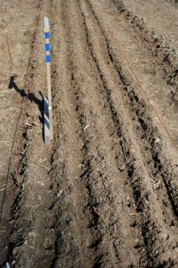 Plant garlic in holes down furrows in the bed