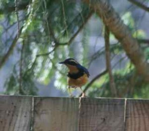 Varied Thrush on fence