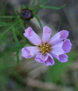 "Rose Bon Bon" Double Cosmos from Renee's Garden Seeds