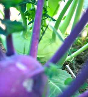 "Crispy Colors Duo" Gourmet Kohlrabi from Renee's Garden Seeds