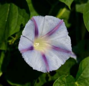 Lone "Dawn Star" Morning Glory from Renee's Garden Seeds
