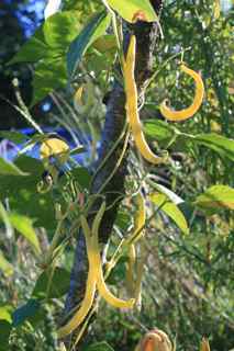 "French Gold" Pole Filet Beans from Renee's Garden Seeds