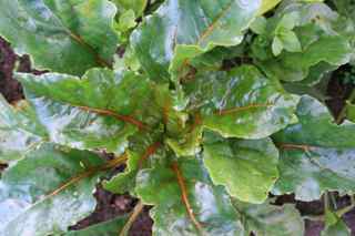 Golden Gourmet Beets from Renee's Garden Seeds