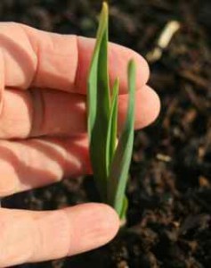 Siberian Purple Stripe garlic sprout in mid-February