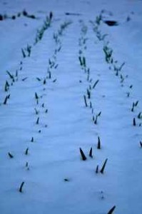 Garlic Bed Under Snow