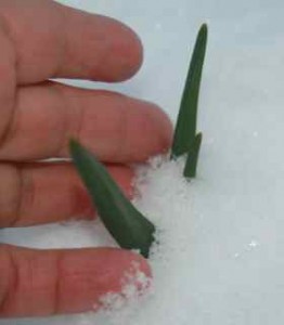 Garlic Sprout Under Snow