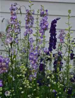 Singing the Blues Larkspur from Renee's Garden Seeds