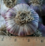Siberian Garlic