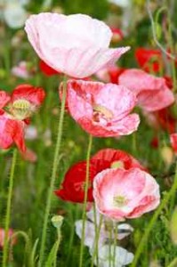 Shirley Poppies - Falling In Love - from Renee's Garden Seeds