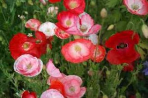 Shirley Falling In Love poppy bouquet