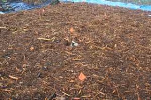 Woodchip and bark mulch over cardboard around blueberries