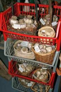 More baskets of garlic