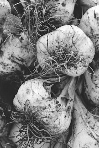 garlic bundle