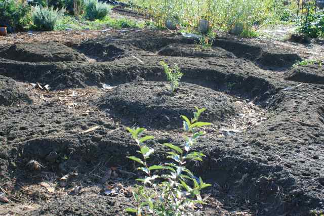 Garlic Beds Wrap Around Shrubs